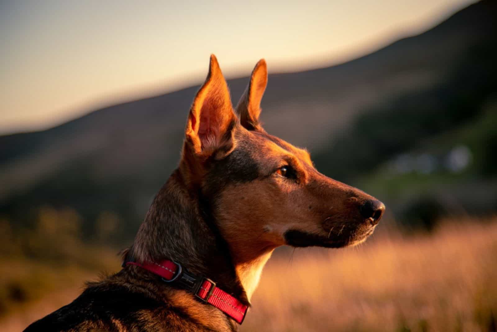 Podenco Canario dog standing on a field 