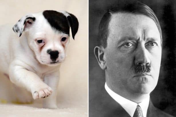 Poor Puppy That Looks Like Hitler