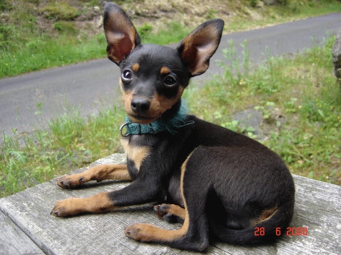 Prague Ratter that looks like a cat