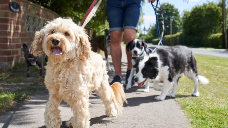 Pros And Cons Of Hiring A Professional Dog Walker