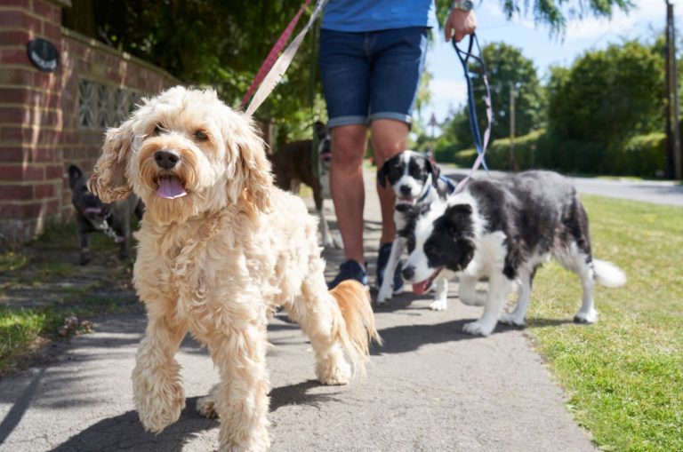 dogs being walked on suburban street