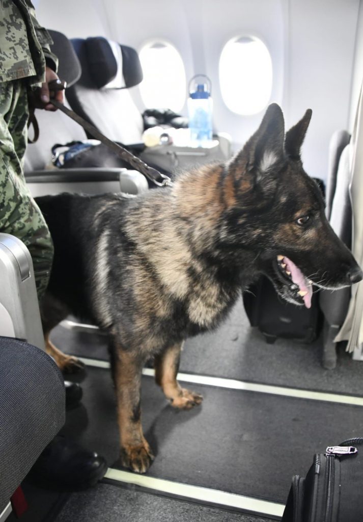 Mexican rescue dog Proteo, who died on duty in earthquake-hit southern Turkiye, buried in Adiyaman