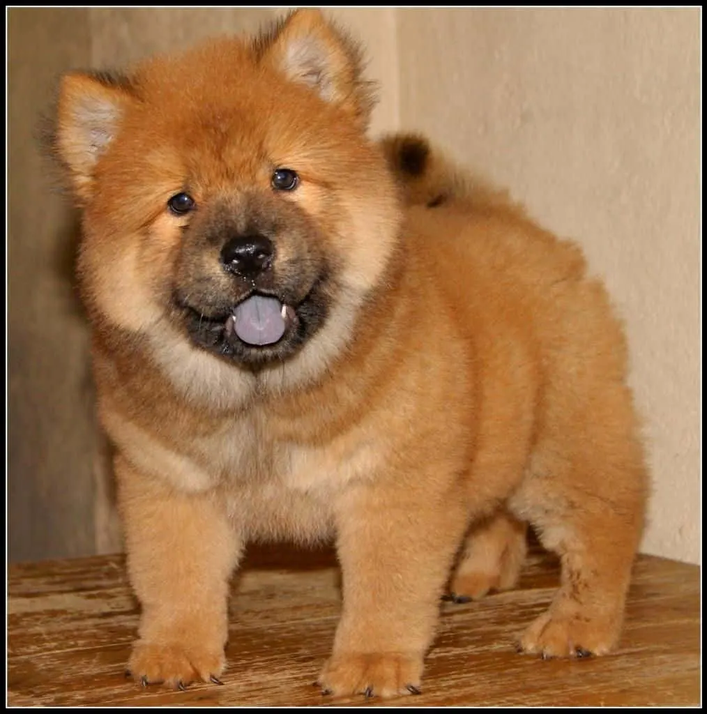 Puffy Chow Chow that looks like a cat