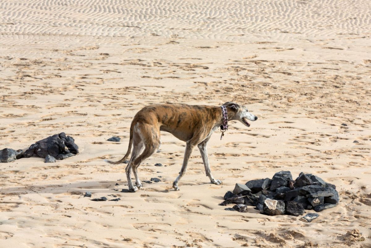 12 Slender Dogs That Look Like Deers