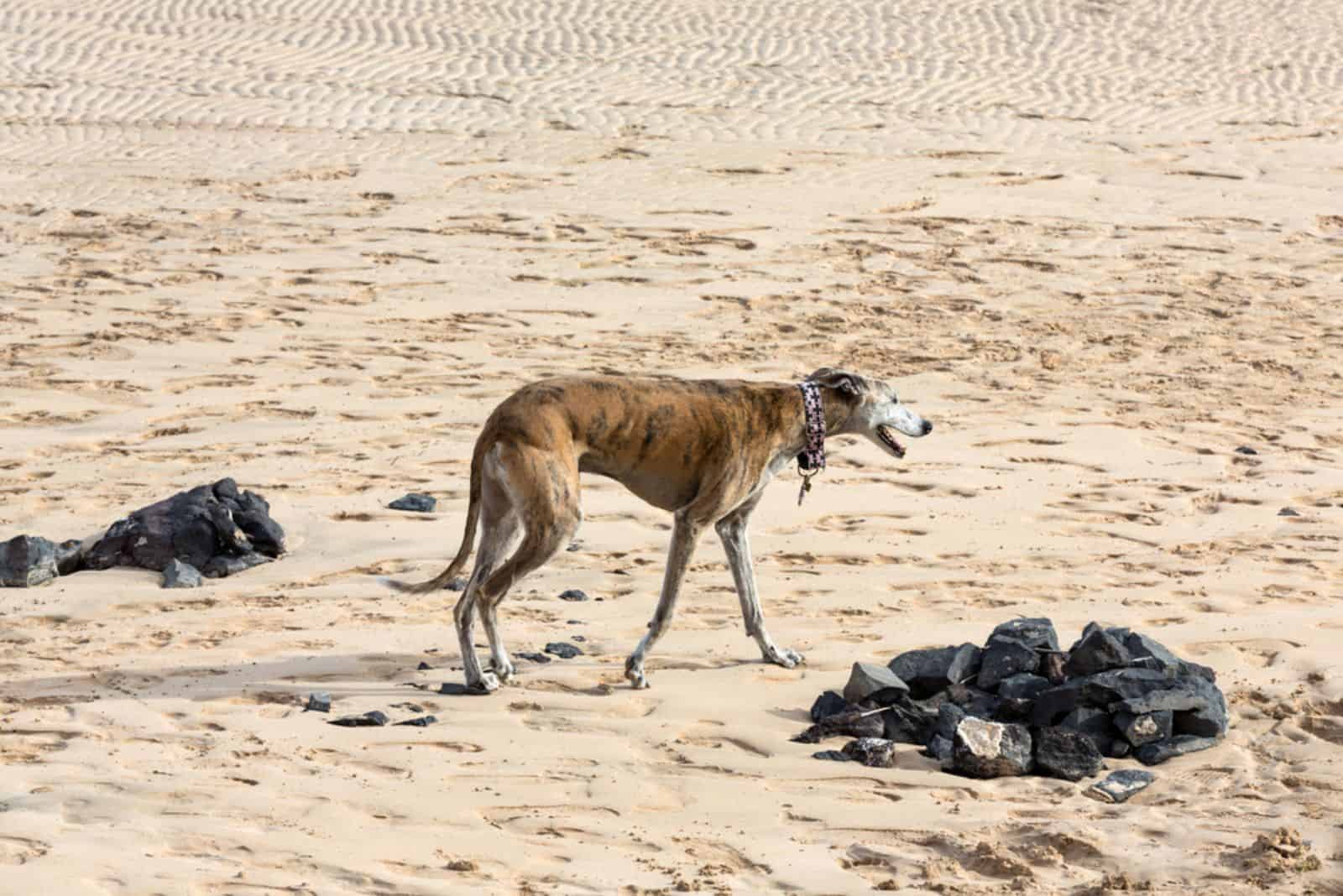 Ramapur dog on the beach