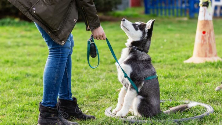 13 Dog Breeds That Don’t Really Like To Go Through Dog Training