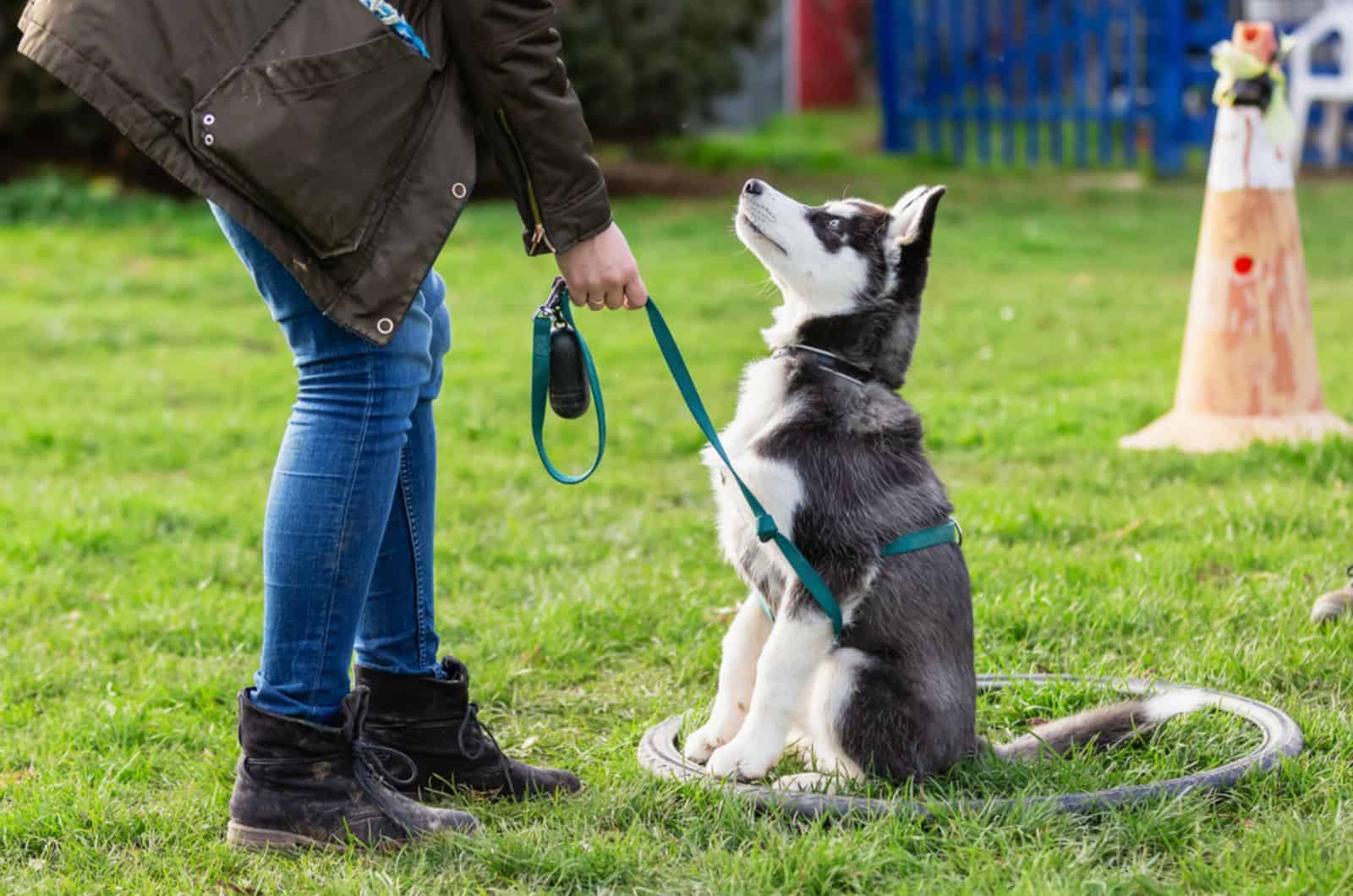 woman training a young husky