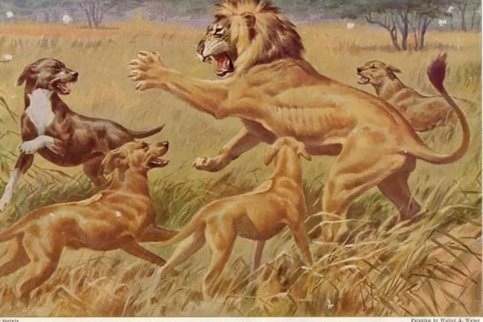 Rhodesian Ridgeback and lion fight