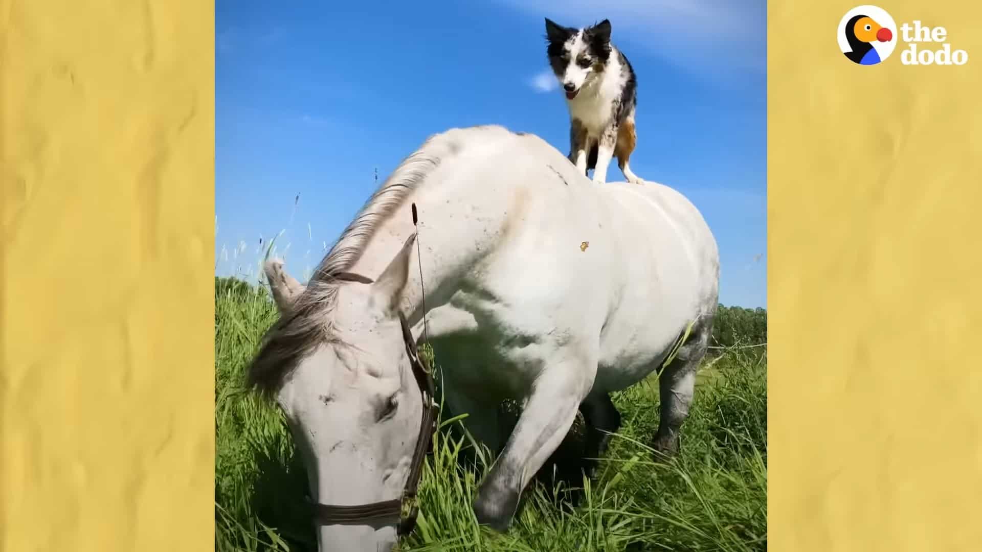 Robin standing on Teddy's back