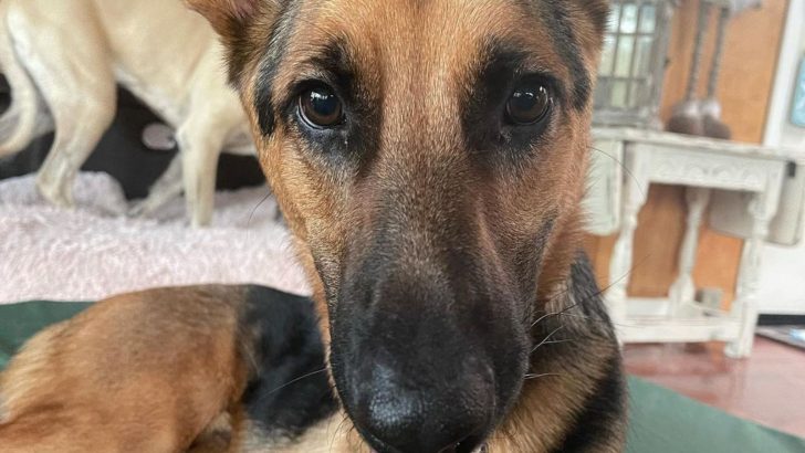 Roo, The Disabled GSD, Has Found A Friend Who Understands Him
