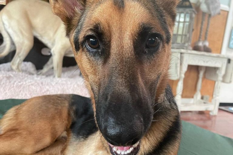 roo the disabled german shepherd