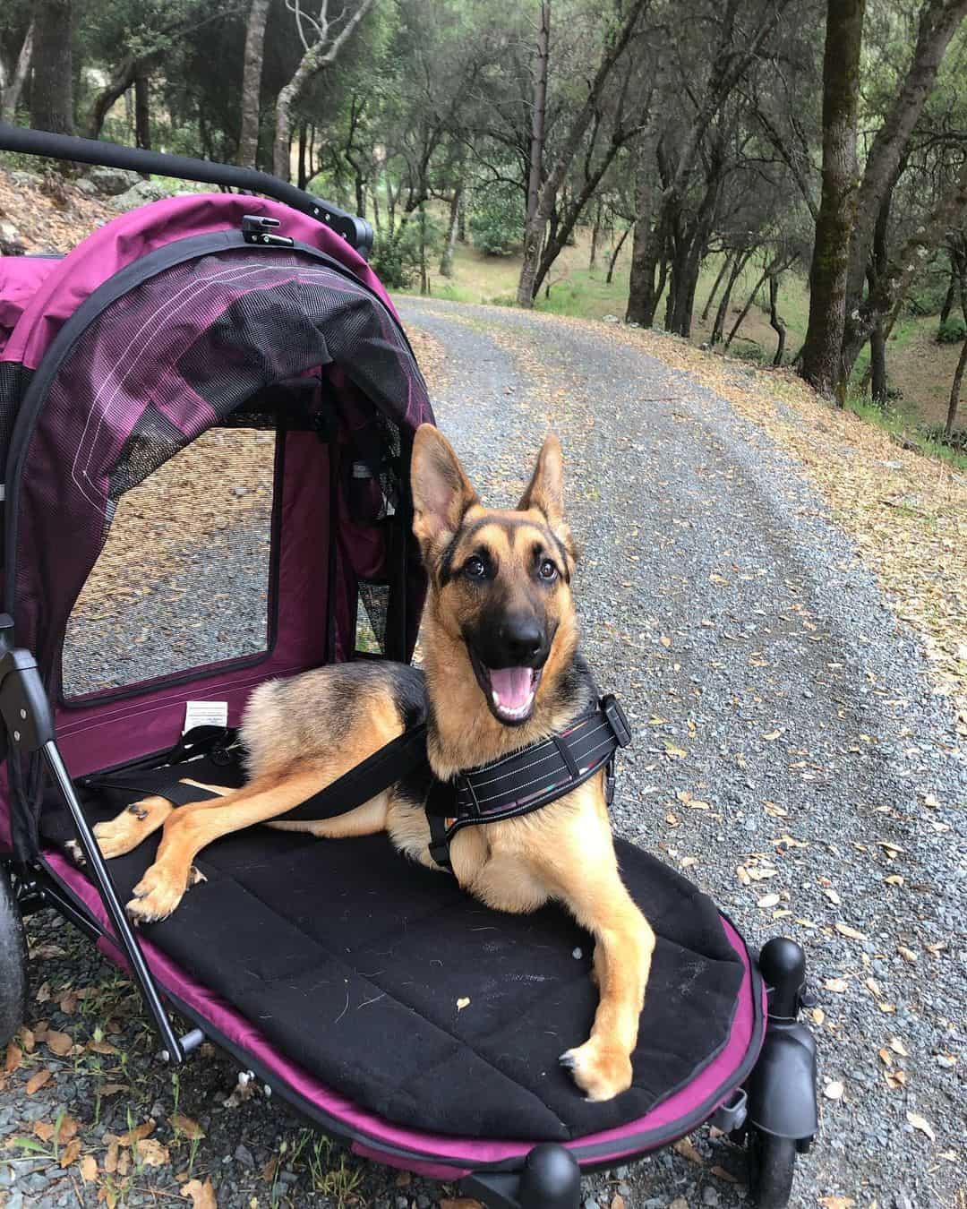 Roo in a stroller