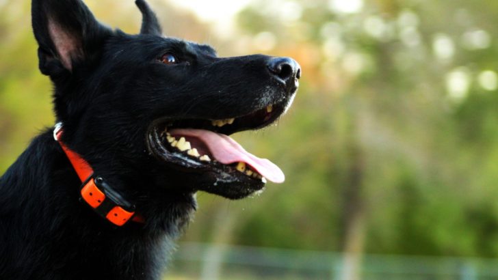 8 Reasons Why You Shouldn’t Use Shock Collars On German Shepherds