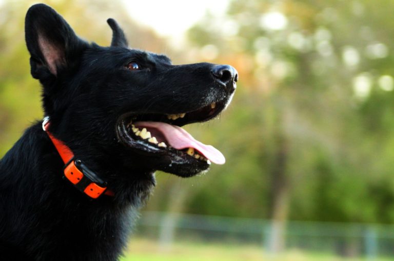 german shepherd dog with shock collar
