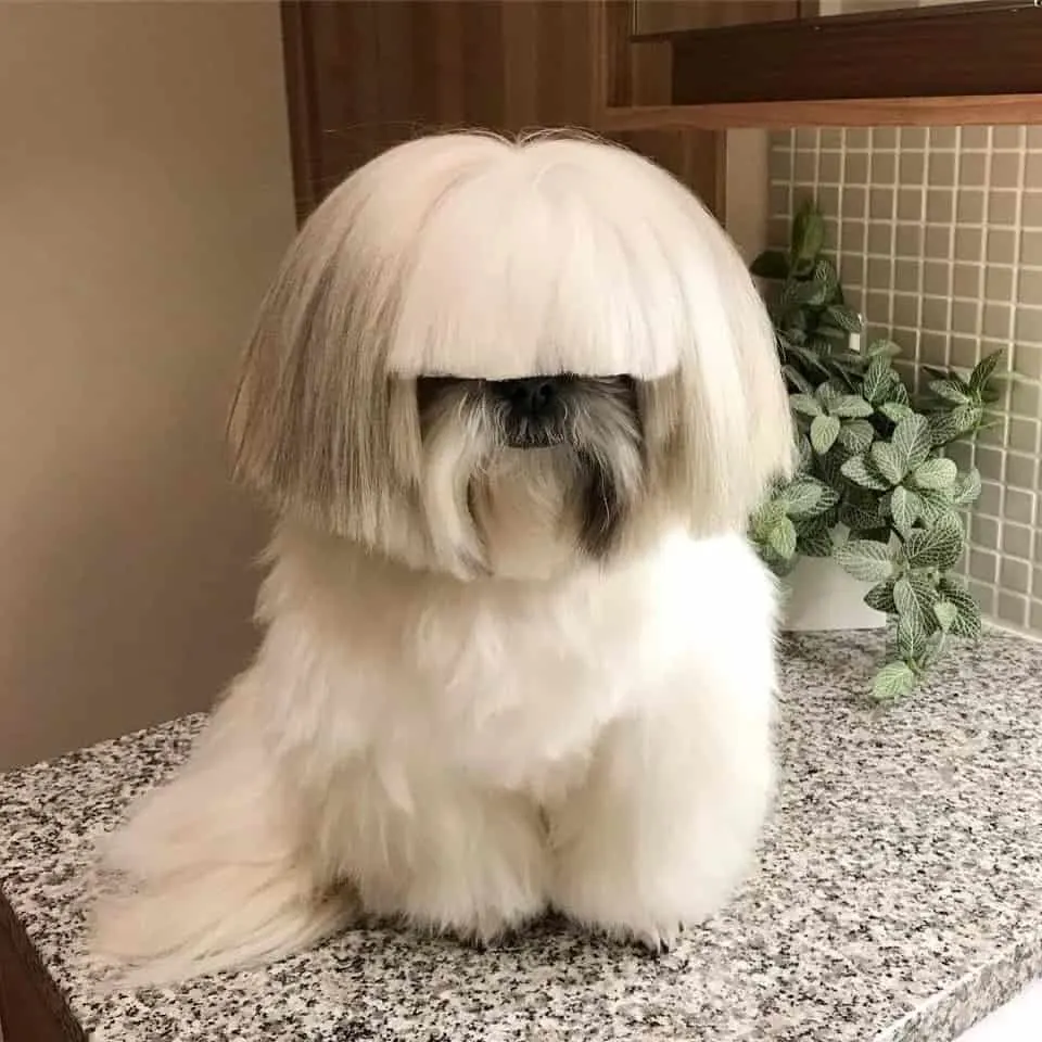 Sia, The Dog