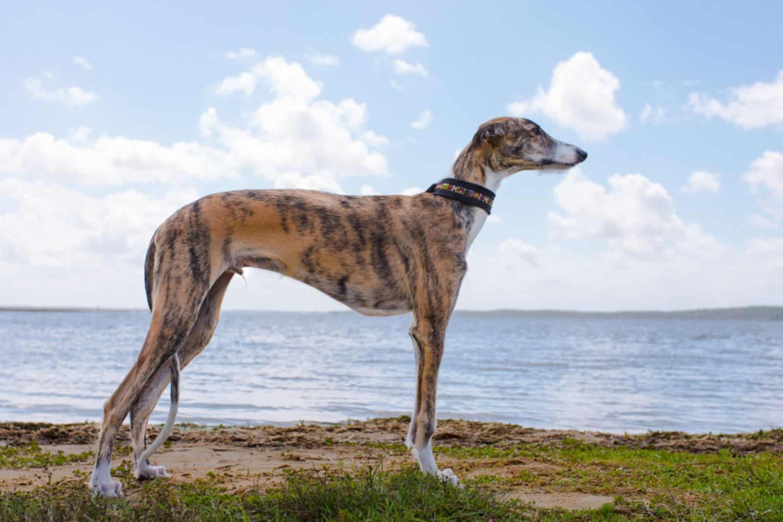 Spanish Galgo standing on the beach