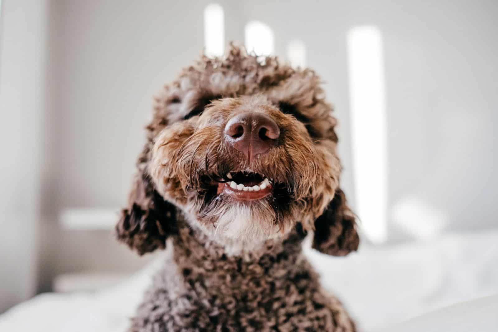 Spanish Water Dog with lovely face and big brown eyes