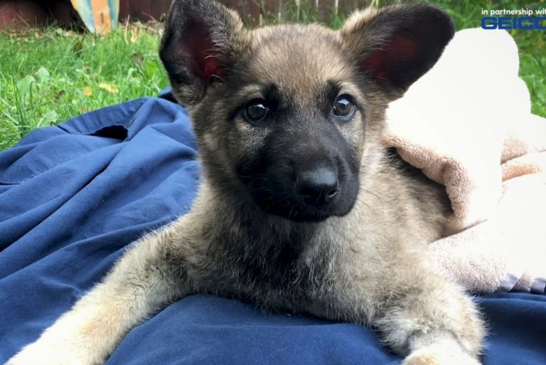 a puppy with swimmers syndrome