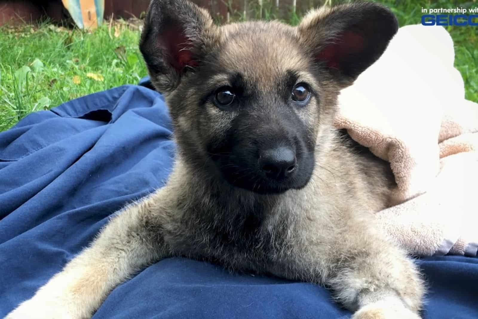 a puppy with swimmers syndrome