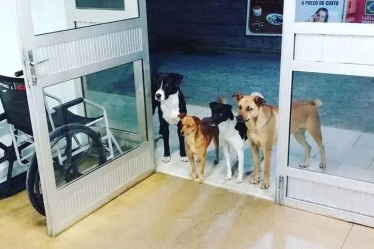 stray dogs waiting outside the hospital