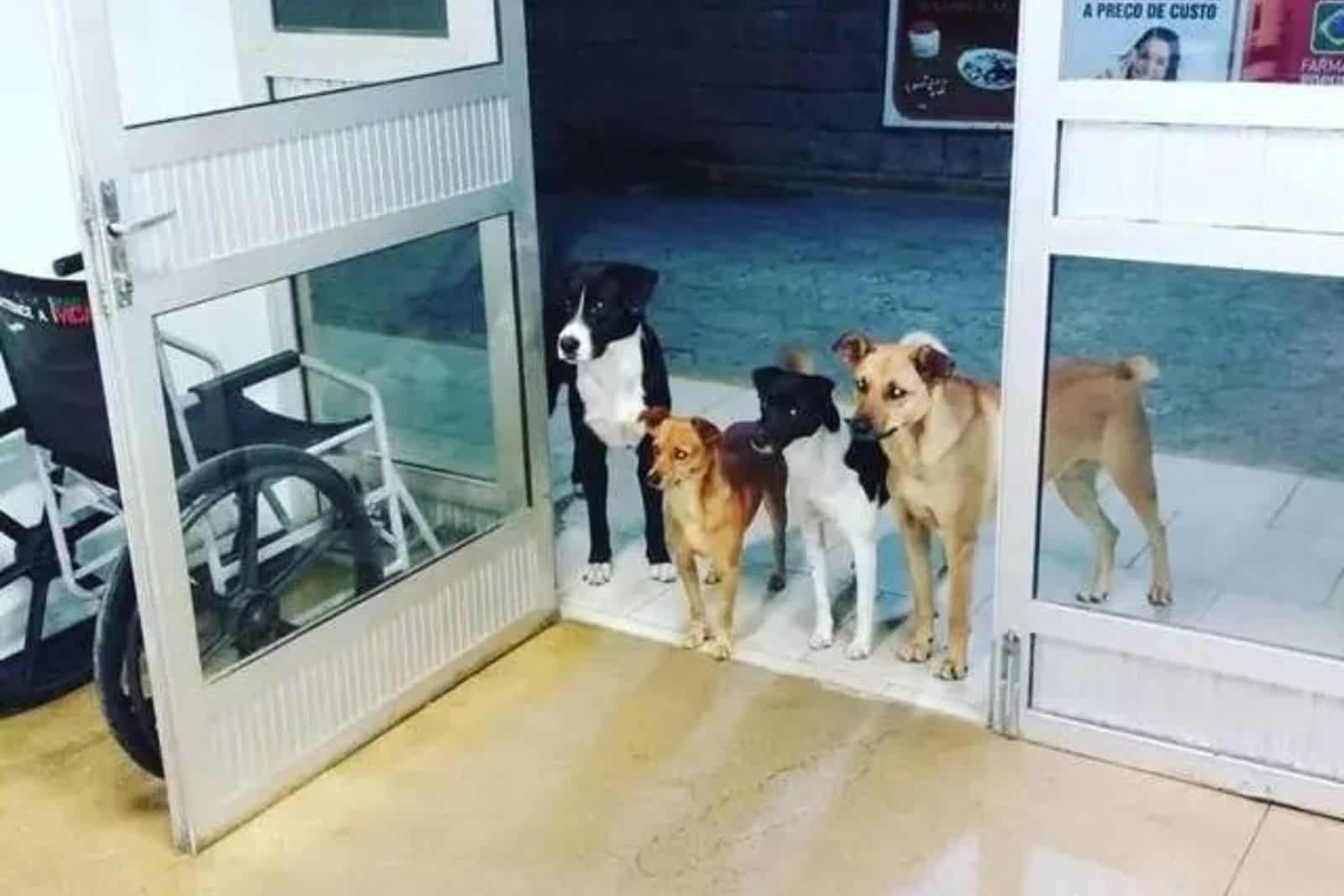 Strays Waited For Their Homeless Friend Outside The Hospital For Hours