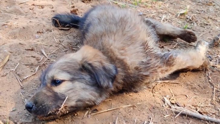 Street Puppy With Deformed Legs Gets A Second Chance