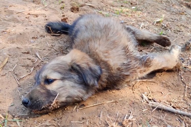 puppy with deformed legs