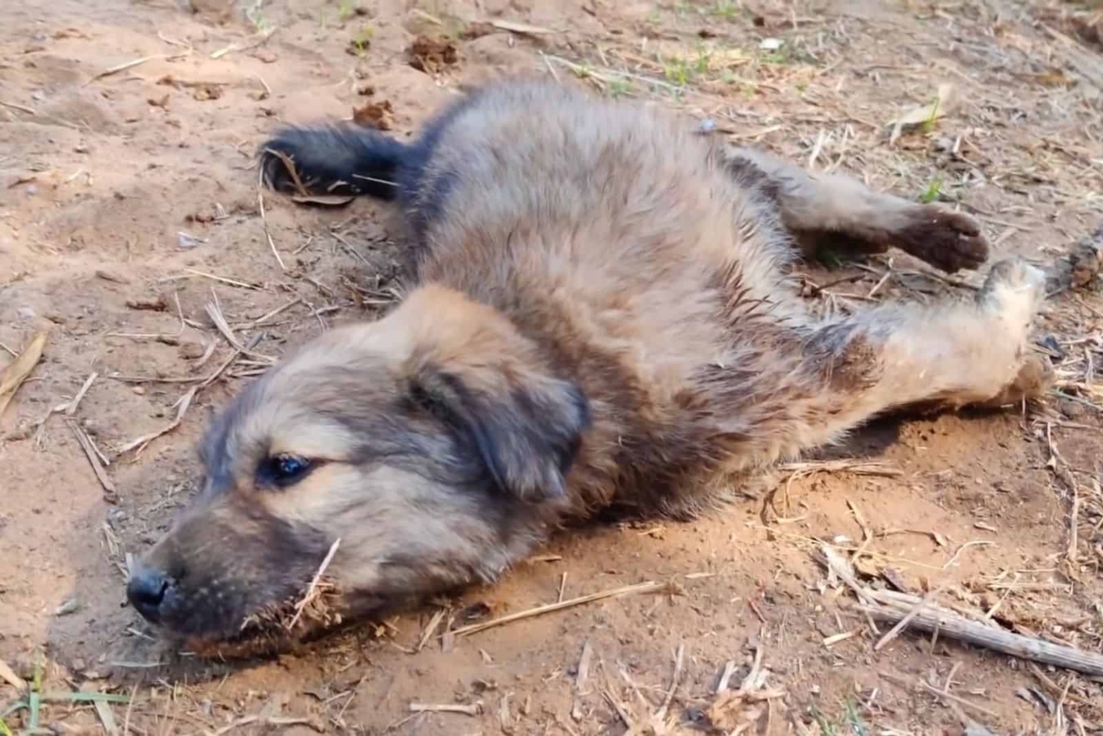 puppy with deformed legs