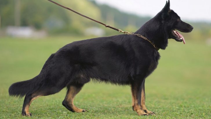 The Bicolor German Shepherd Or The Two-Tone Troublemaker