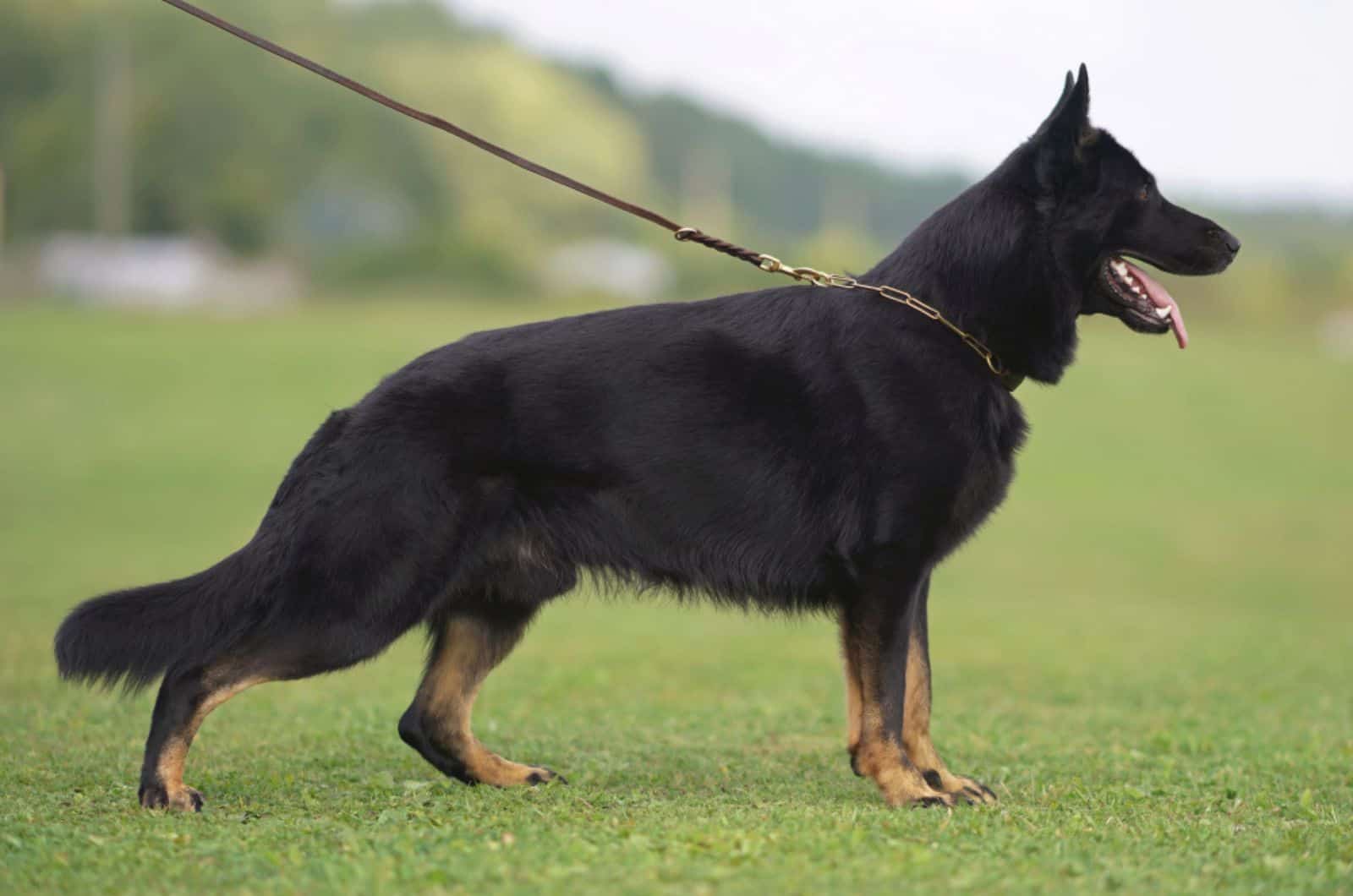 bicolor german shepherd on a leash in the park