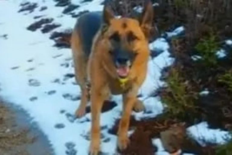 german shepherd standing in the snow
