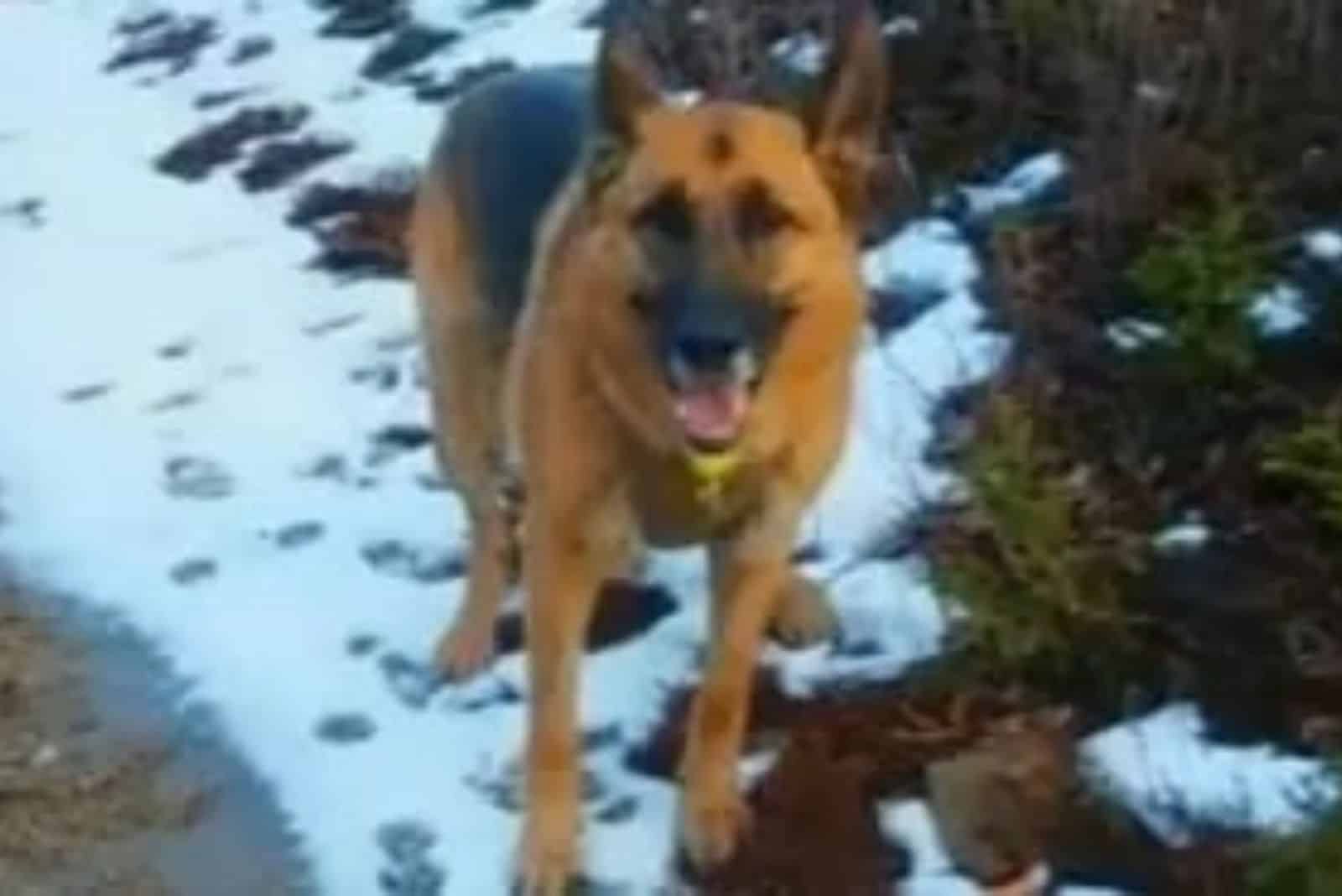 The Famed Bum Bounce Technique Helps This GSD Win Tug Of War VS 2 Goldies