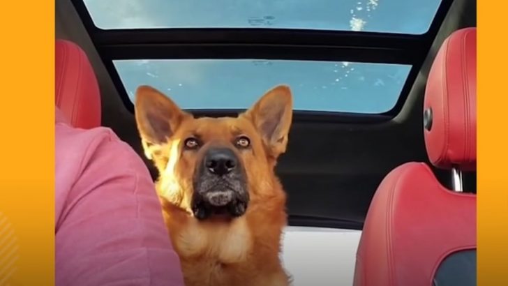The GSD Buddy Doesn’t Speak Hooman, But Understands Everything