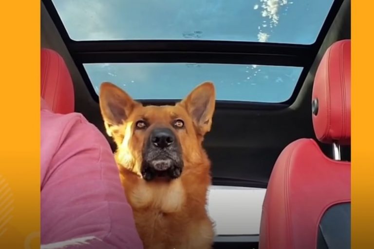 German shepherd enjoys car rides