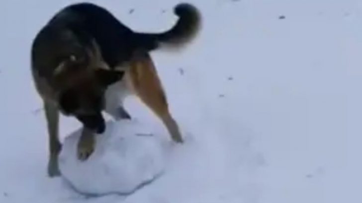 The GSD Version Of “Do You Want To Build A Snowman”