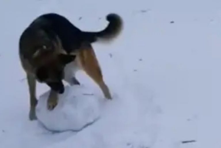 german shepherd is playing with a big snowball
