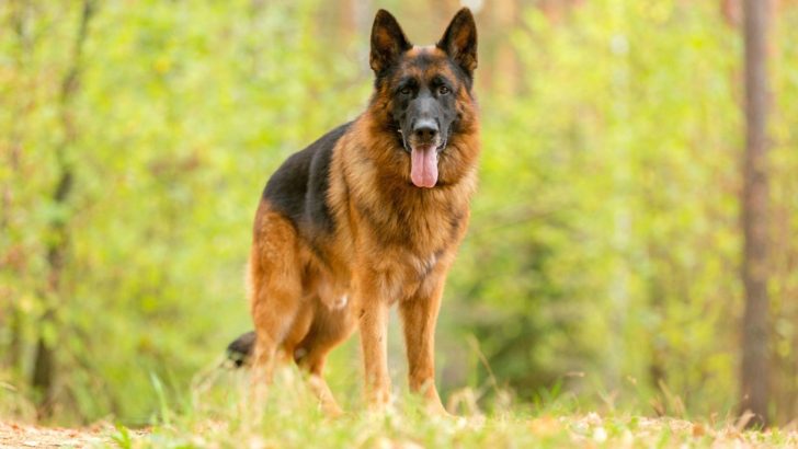 The Red And Black German Shepherd: The Beauty Clad In Crimson