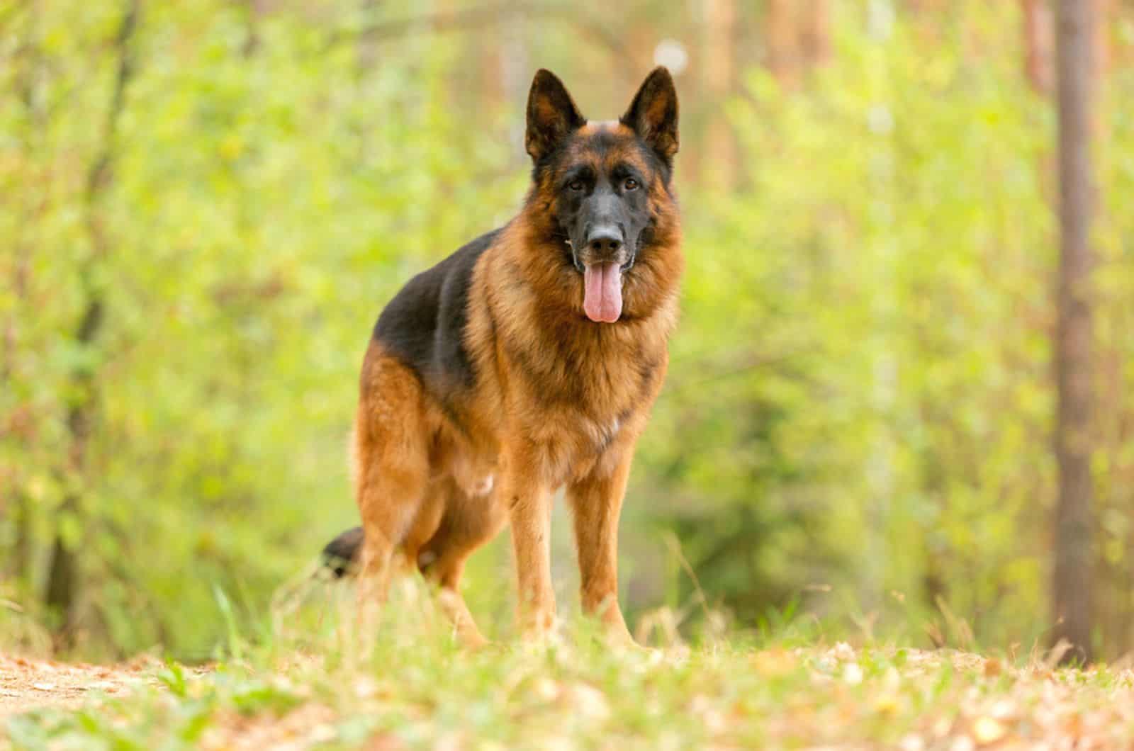 red and black german shepherd in the forest