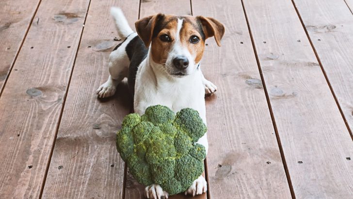 8 Healthy Foods That May Help Prevent Canine Cancer