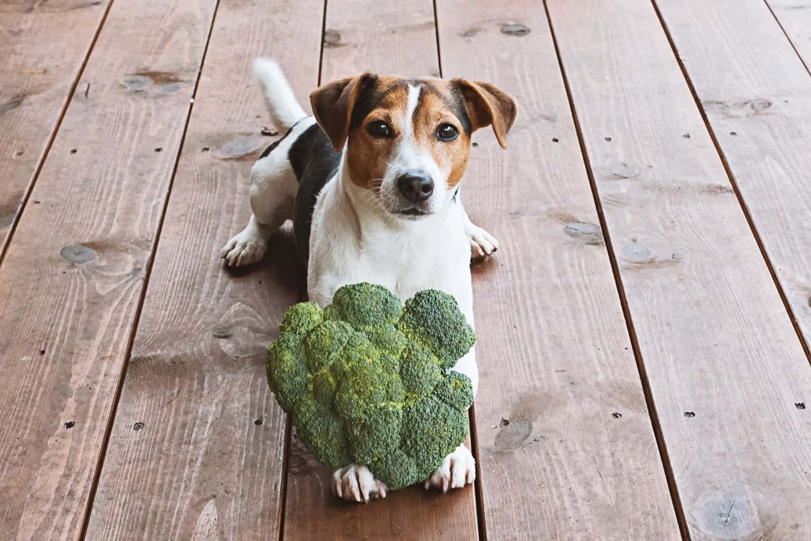 the dog is sitting next to the broccoli