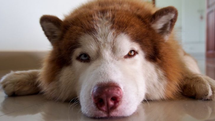 The Truth Behind Your Dog Sleeping With His Eyes Open