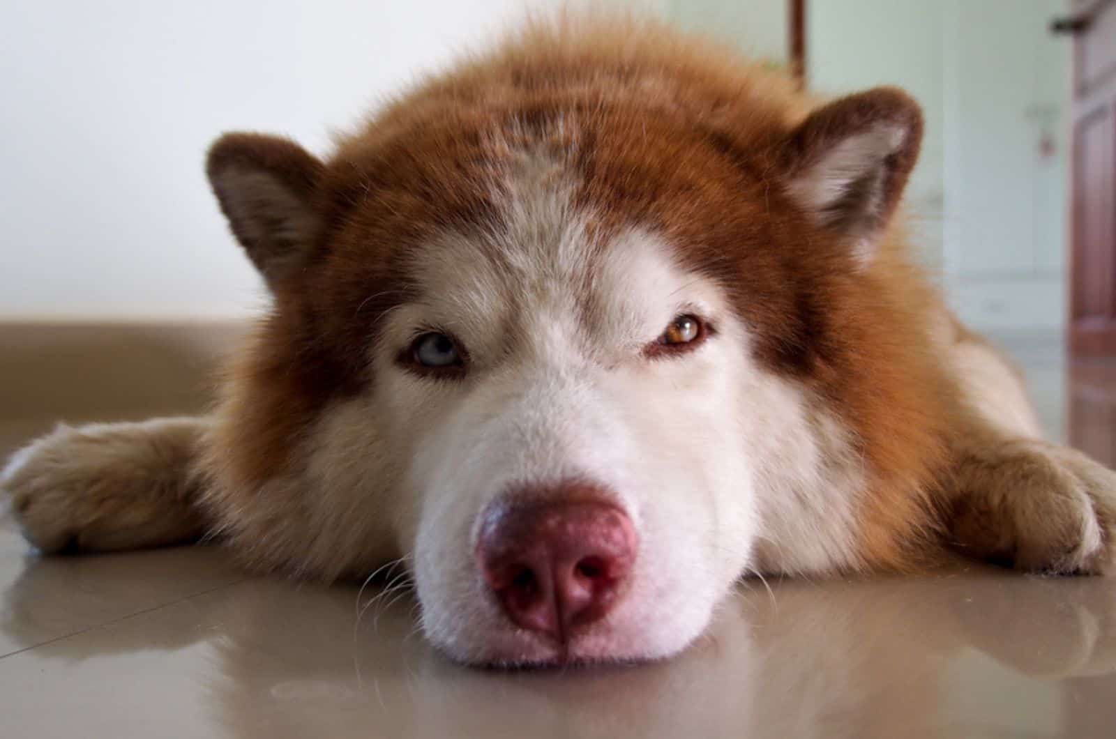 husky dog sleeping with his eyes open