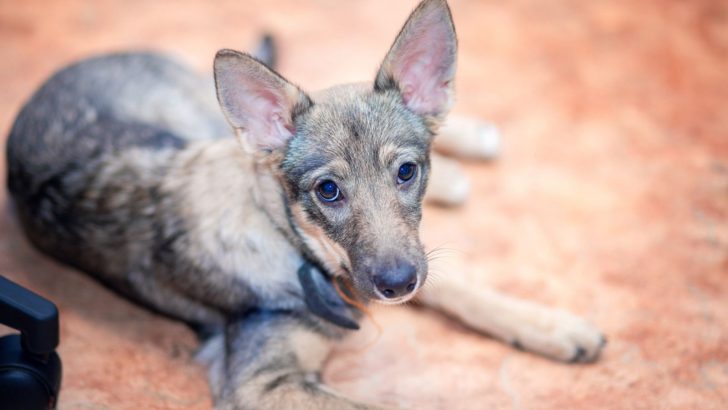 These 10 Dogs Look Like Coyotes, But Behave Nothing Like Them