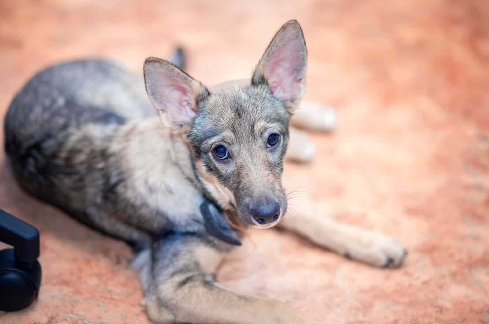 a puppy dog that looks like a coyote