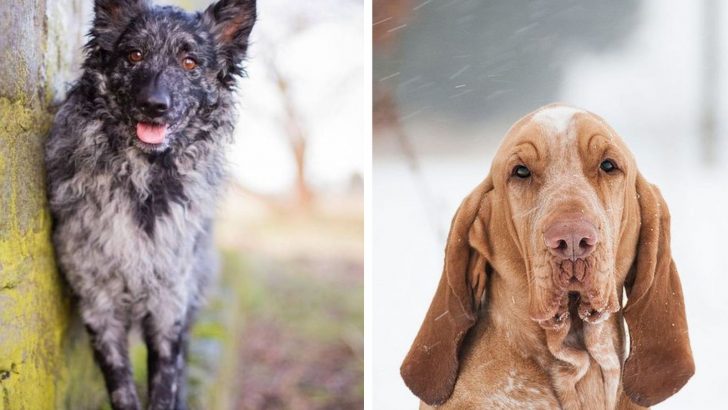 These 10 New AKC Dog Breeds Will Leave You Breathless