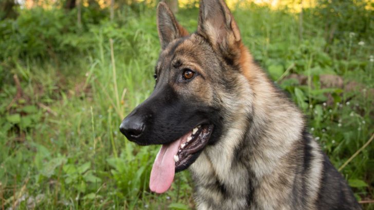 These 13 Sable German Shepherds Are The Cutest Things You’ll Ever See