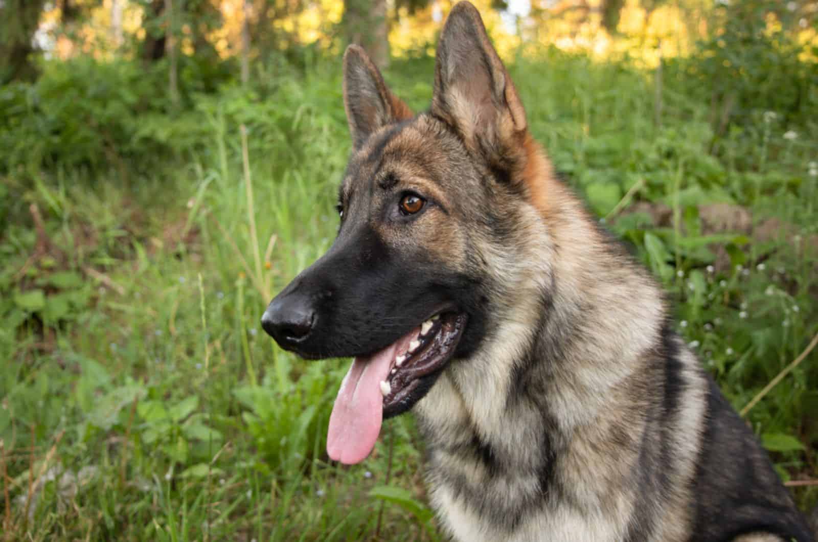 sable german shepherd