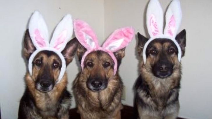 These 19 German Shepherd Easter Costumes Are PAWsome