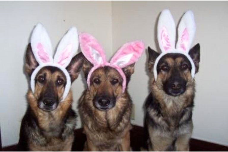 three german shepherds wear bunny costumes