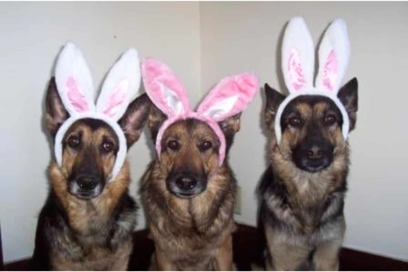 These 19 German Shepherd Easter Costumes Are PAWsome